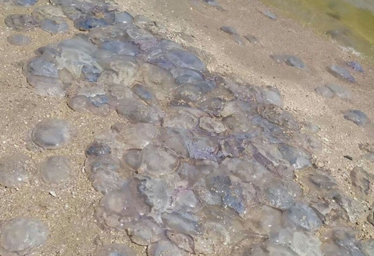 Чому медуз в Азовському морі стало так багато?