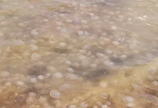 В Приморском Посаде пляж от медуз очищают тяжелой строительной техникой: видео