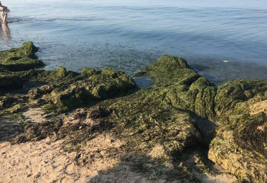 На Бердянских пляжах новая проблема: тонны водорослей. Фото, видео