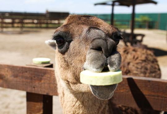 Леви, верблюди, страуси і врятована ведмедиця: "Сафарі-парк" на Арабатській Стрілці