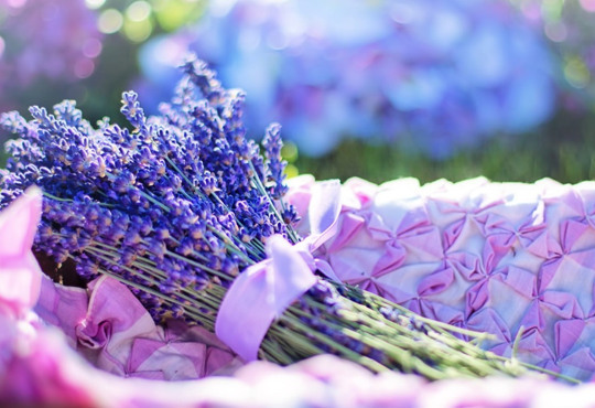 Воркшопи, майстер-класи та захоплені іноземці. Як у Бердянську працює "Пані Лавандова"