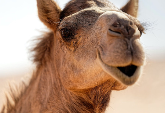 Верблюд з Миколаївського зоопарку зустрівся з «нареченою» в Одесі