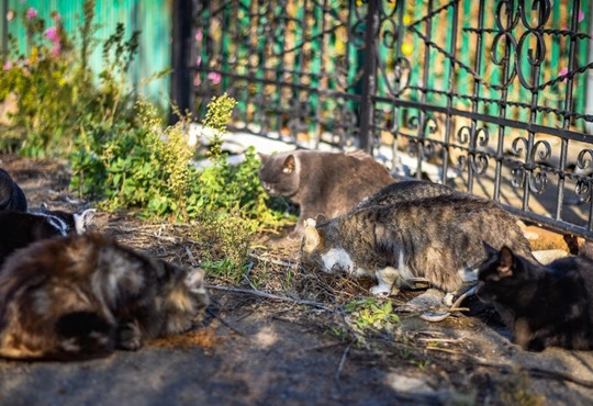 У майже зруйнованому росіянами Оріхові подружжя взяло під свою опіку понад півсотні тварин