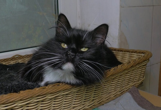 Орішка з Оріхова і «притулки» у квартирах: як запорізькі волонтери доглядають за понад 1500 тварин