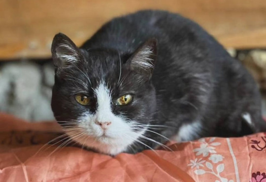 «4 лапи»: як у Херсонському притулку рятують тварин