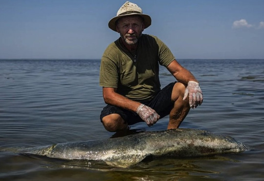 Втрачають здатність нормально рухатися: понад 1000 дельфінів загинуло у Азовському та Чорному морях