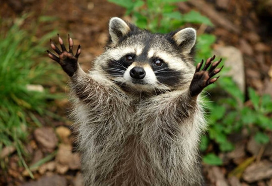 У Болграді відкриється контактний міні-зоопарк. Де він буде розташований