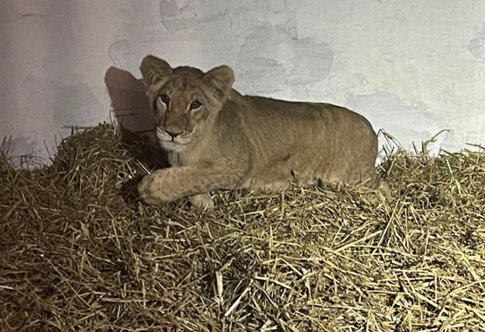 Тепер вона зможе жити своє справжнє життя. У Запоріжжі врятували восьмимісячне левеня
