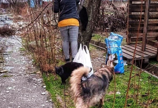 "Годую перебіжками — від під'їзду до під'їзду". Степногірська волонтерка рятує тварин під обстрілами