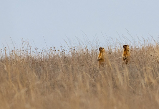 Як у Тарутинському степу росте колонія бабаків. У Rewilding Ukraine розповіли про побут гризунів