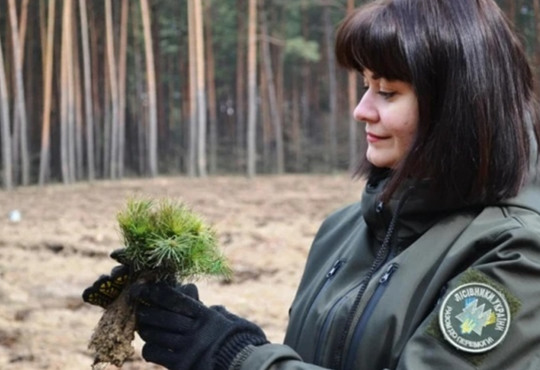 На Півдні висадять 5 гектарів лісів. Для найбільшого заходу з озеленення шукають волонтерів