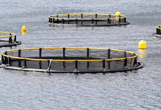 Сухий лиман на Одещині здають в оренду. Яка компанія тут буде вирощувати креветки?