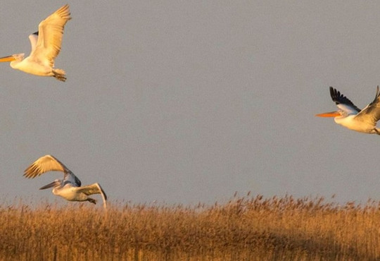 Рожеві пелікани прилетіли на Одещину. Що відомо про червонокнижних птахів?
