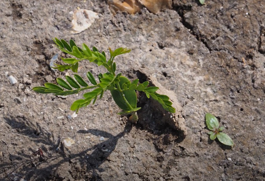Великий Луг для екотуризму. Чому краще відновлювати природу, ніж відбудувати водосховище?
