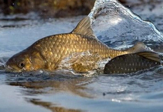 З 1 квітня діятиме нерестова заборона на вилов риби. У яких водоймах Півдня обмежать риболовлю?