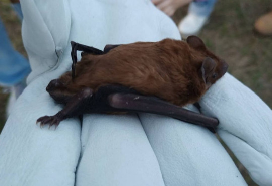 На Хортиці випустили 200 кажанів. Як запорізькі волонтери опікуються червонокнижними тваринами