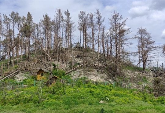 На лівобережжі Херсонщини масово вирубують ліси для укріплень. Які збитки нанесли окупанти?