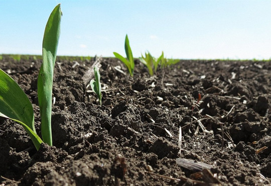 Новий етап допомоги від USAID АГРО. Скільки насіння кукурудзи отримають фермери Півдня?