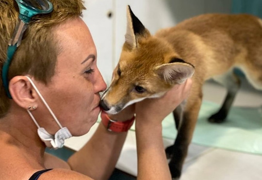 Волонтери збирають на новий вольєр для одеських лисиць. Яким буде новий дім для тварин?