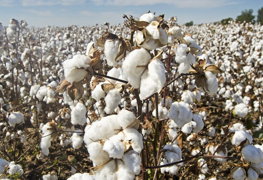 На Одещині створять кластер вирощування бавовни. Чому культуру вважають стратегічною для економіки?