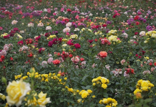 Громада з Одещини шукає інвестора для будівництва трояндового парку: чим може зацікавити локація