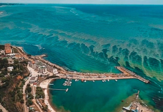 В липні у Чорному морі науковці зафіксували цвітіння води: до Одеси воно, на щастя, не дісталось