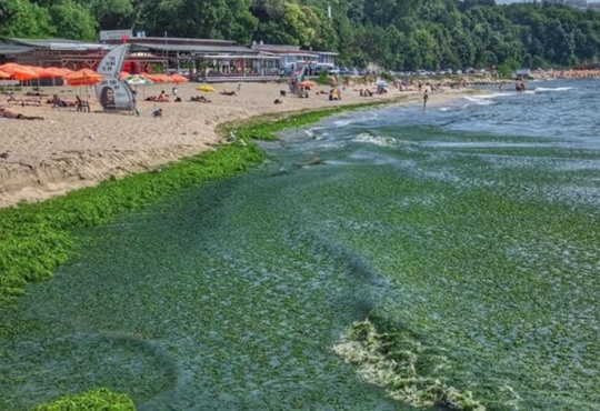 "Зелений суп". В Болгарії пляжі вкрилися тоннами водоростей