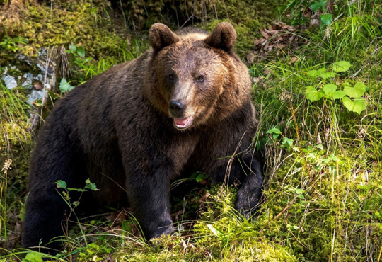 У Трансильванії туристка тікала від ведмедя і втопилась. Що робити, коли зустріли звіра
