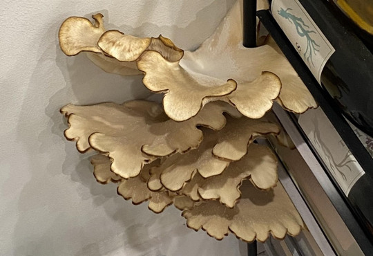 Турист поїхав у відпустку з квартири, а повернувся — у грибницю. Ось як це виглядає