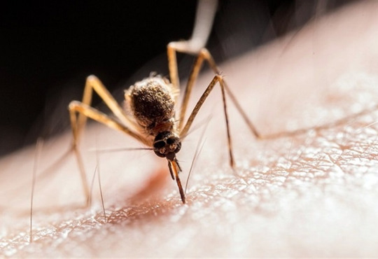 Що робити, щоб комарі не кусали. Як захиститися в домашніх умовах