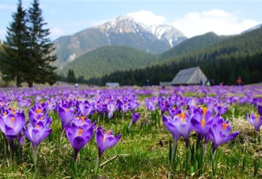 Крокуси на Закарпатті 2026 — коли і де побачити цвітіння шафрану Гейфеля