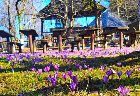 Колочава — не тільки про крокуси. Що подивитися у одному з найкращих сіл світу і як дістатися