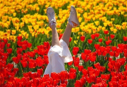 Квітковий туризм 2026. П'ять найкращих місць у світі для подорожей