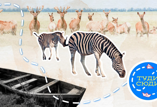 Интересные маршруты Украины: Шацкие озера, Аскании-Нова, Бакота