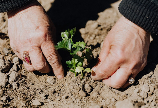 Агрохімічний аналіз грунту і його особливості