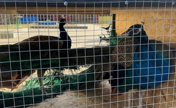 Із контактного зоопарку у Слов'янську вивозять тварин через наближення фронту. Деталі