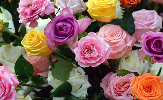 Коли піоновидні троянди – вдалий вибір: символіка