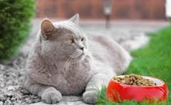 Сбалансированный корм для котов