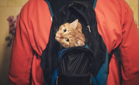 Що робити із домашнім улюбленцем у разі надзвичайної ситуації. Шість важливих карток про безпеку