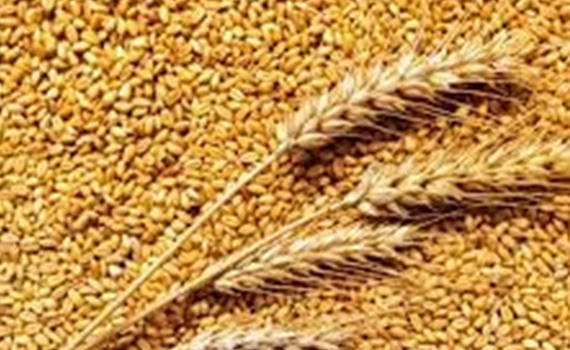 Російські загарбники продають награбоване в Україні зерно лівійському диктатору