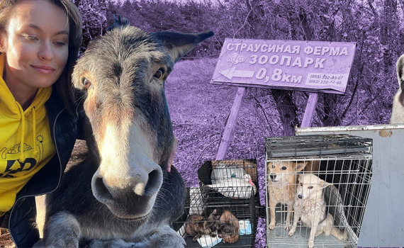 Волонтери "Плурітона" евакуюють тварин із гарячих точок. Хвостаті стають заручниками війни