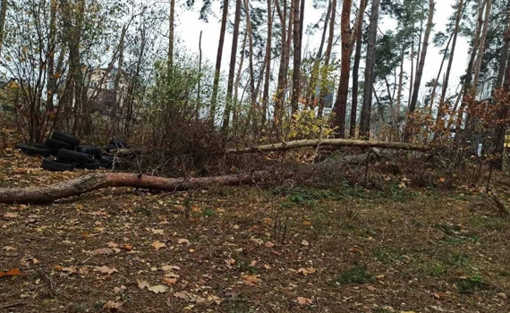 Комунальники уточнили, коли в парку Стельмаха в Ірпені приберуть повалені дерева