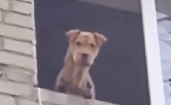 Волонтери врятували шарпея на Донеччині. Собака місяць жила на 5 поверсі зруйнованого будинку