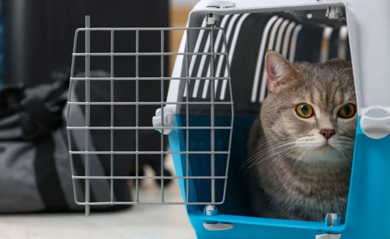 Поїздка без котячих сліз: проста інструкція, як привчити пухнастого до переїздів