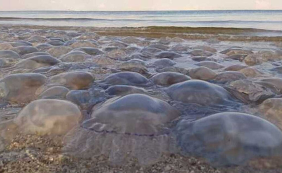 Окупанти планують масово виловлювати медуз в Азовському морі. Чому це екологічна катастрофа?