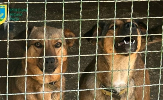 Пів тисячі котів і собак. Ірпінський притулок рятує тварин із зони бойових дій