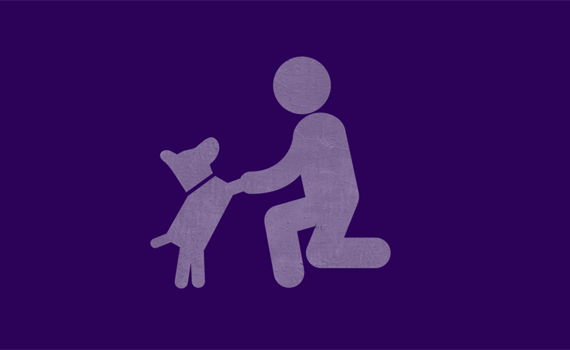 Как вывезти из “ДНР” и “ЛНР” кошку или собаку. А коня на соревнования через блокпосты пропускают? 