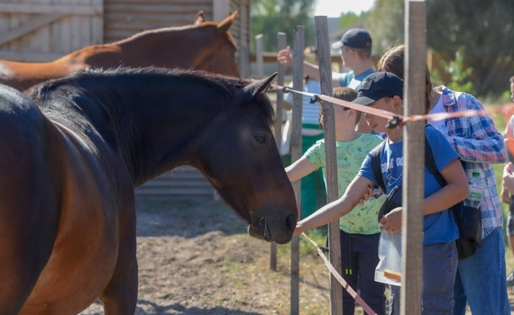Усі коні з ранчо Horse Paradise вижили під обстрілами. Ми лікуємо їх, а вони — людей