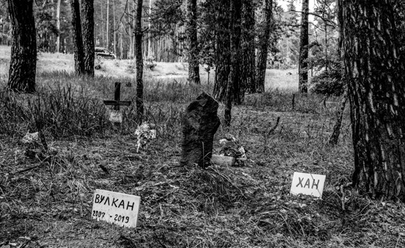 Кладбище домашних животных в Луганской области: история одного фото 