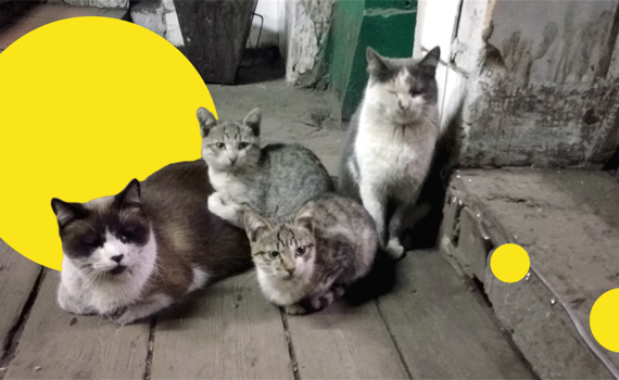 Поднять кота на-гора: три шахтерские истории о самых популярных героях соцсетей